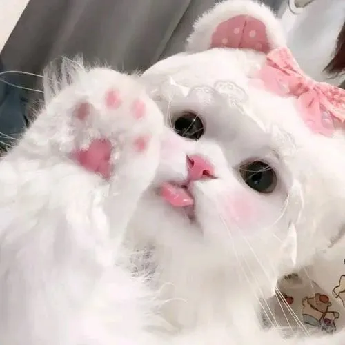 65 64