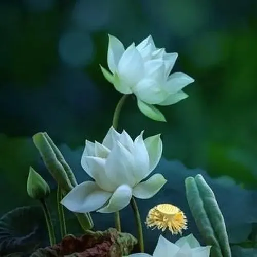 17 Hai bông sen trắng xanh nổi giữa nền lá mờ, sắc hoa dịu giúp thông điệp chia buồn trở nên mềm hơn