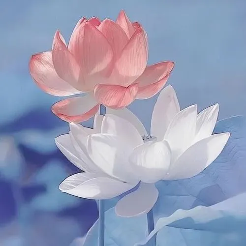 6 Hai bông sen trắng hồng trong nền xanh nhạt, gợi nét bình yên cho ảnh nền đen hoa sen trắng chia buồn tinh tế