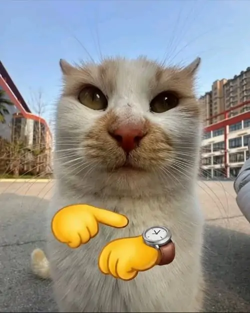 99 Ảnh Chế Vô Tri Meme Mèo Bựa Góc Dìm Hàng Lầy Lội Cười Thả Ga