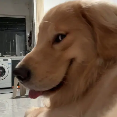 41 Hình Ảnh Con Chó Cười Đểu Meme Khi Muốn Thả Một Cú Cực Mặn