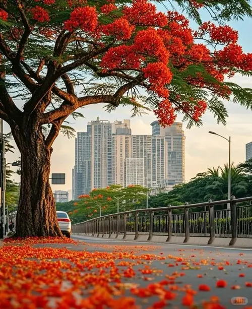 63 Hình Nền Hoa Phượng Đỏ Đẹp Nhất gợi lại những ngày cuối cấp đầy lưu luyến