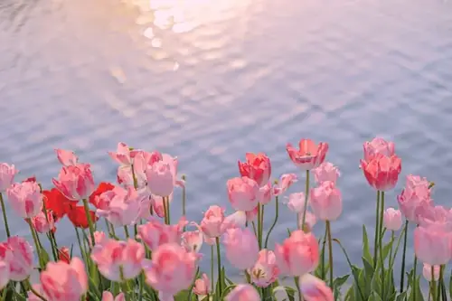 8 Những bông tulip hồng mọc thành hàng, phía sau là mặt nước sáng vàng hơi mờ.